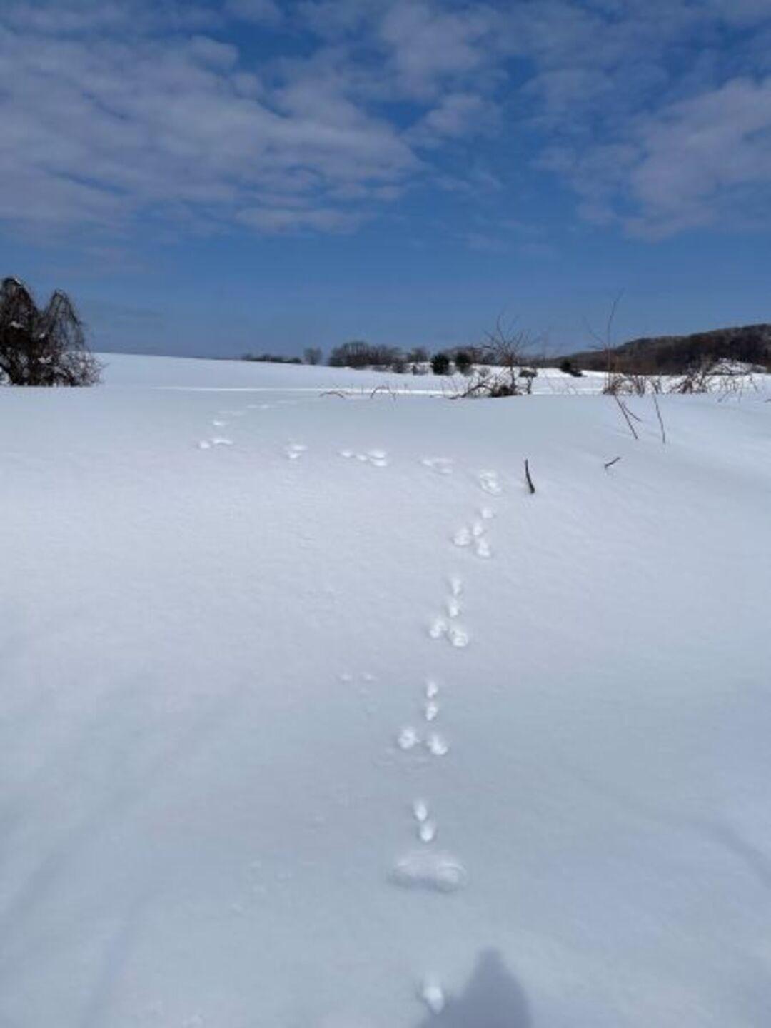 雪の上にうさぎの足あと THE AYATOさん.jpeg