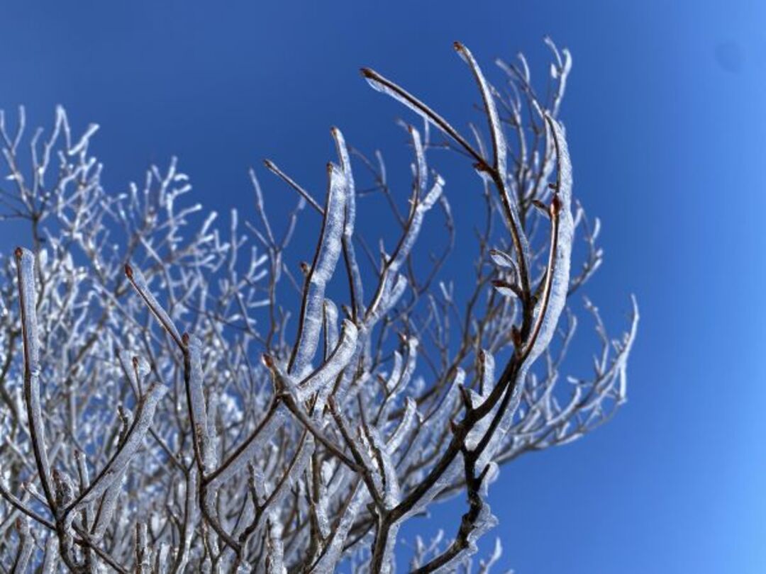 樹氷をみたよ！キラキラしててとってもキレイだったよ。 さっしーままさん.jpeg