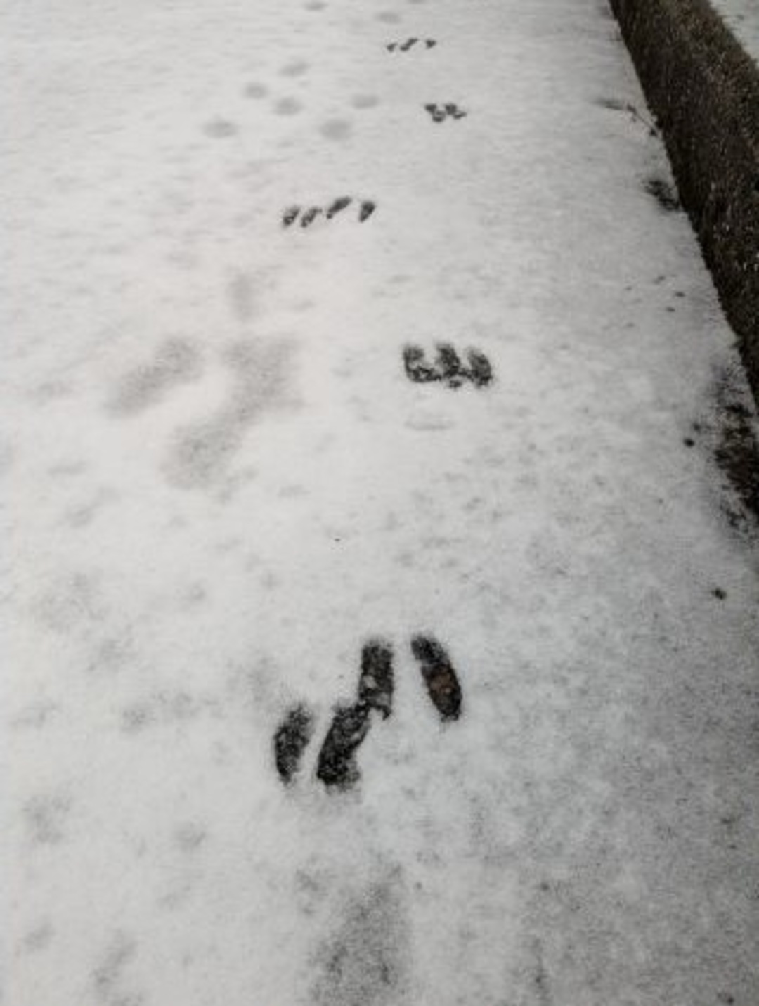 動物のあしあと hiromonsterさん.jpeg