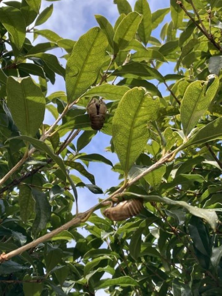 葉っぱにしがみつく蝉の抜け殻をみつけたよ！ RAMUNEさん.jpg