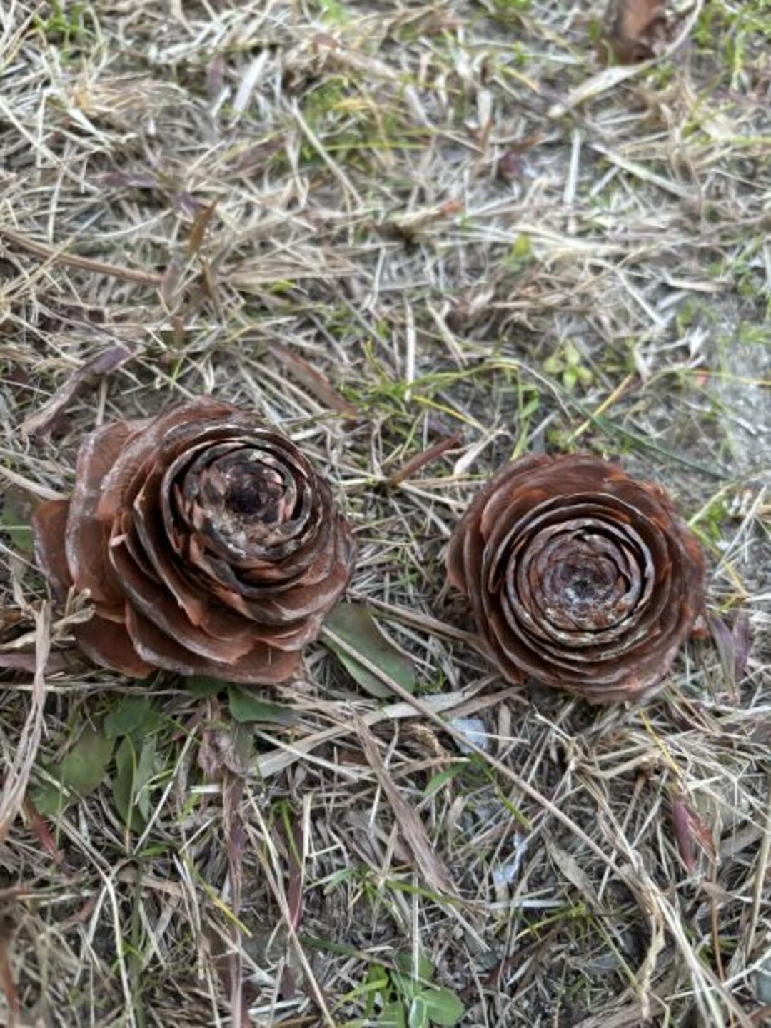 ヒマラヤスギのシダーローズ キュアあやみさん.jpeg