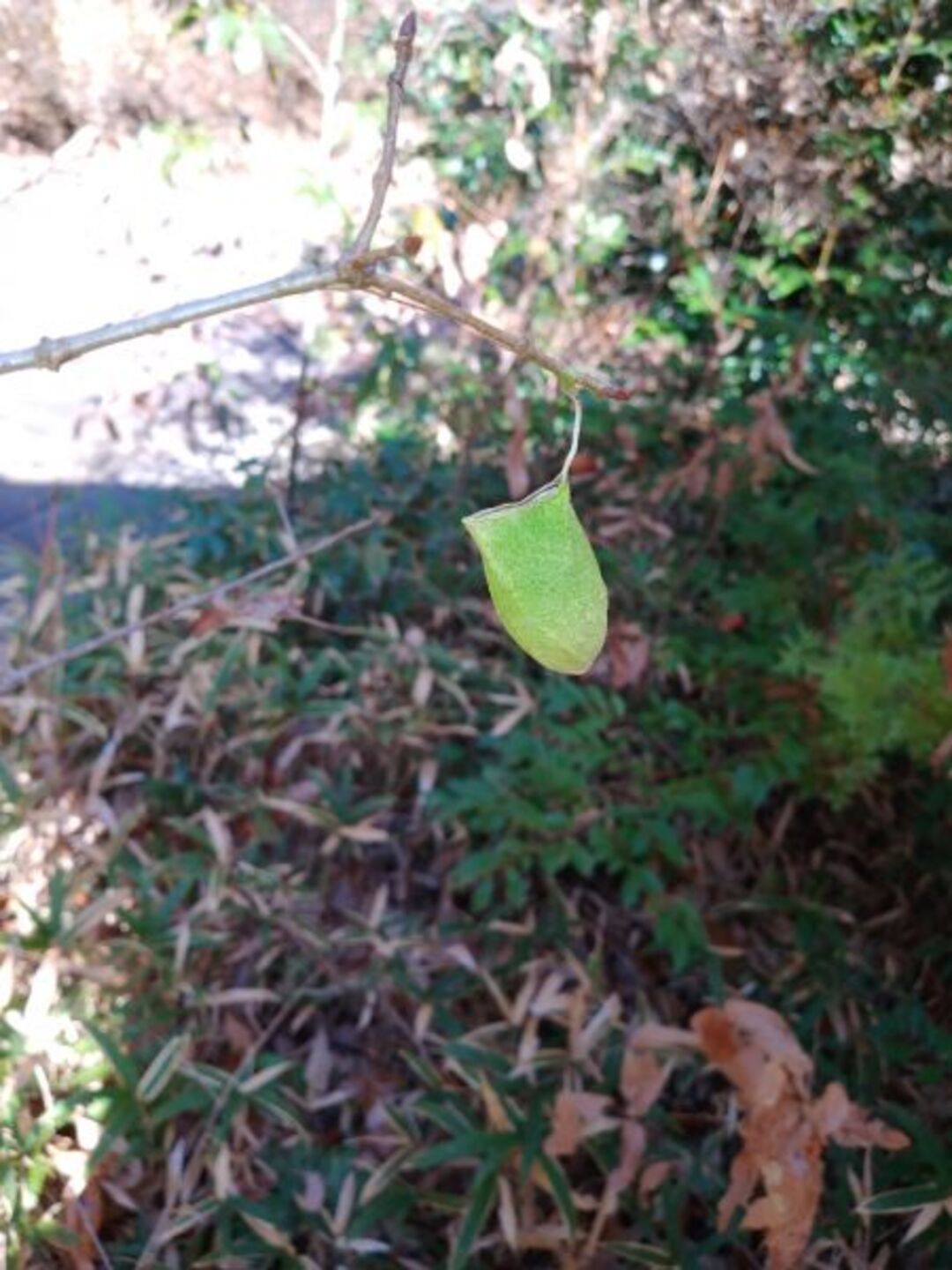 ウスタビガの繭 昆虫大好き少年さん.jpeg