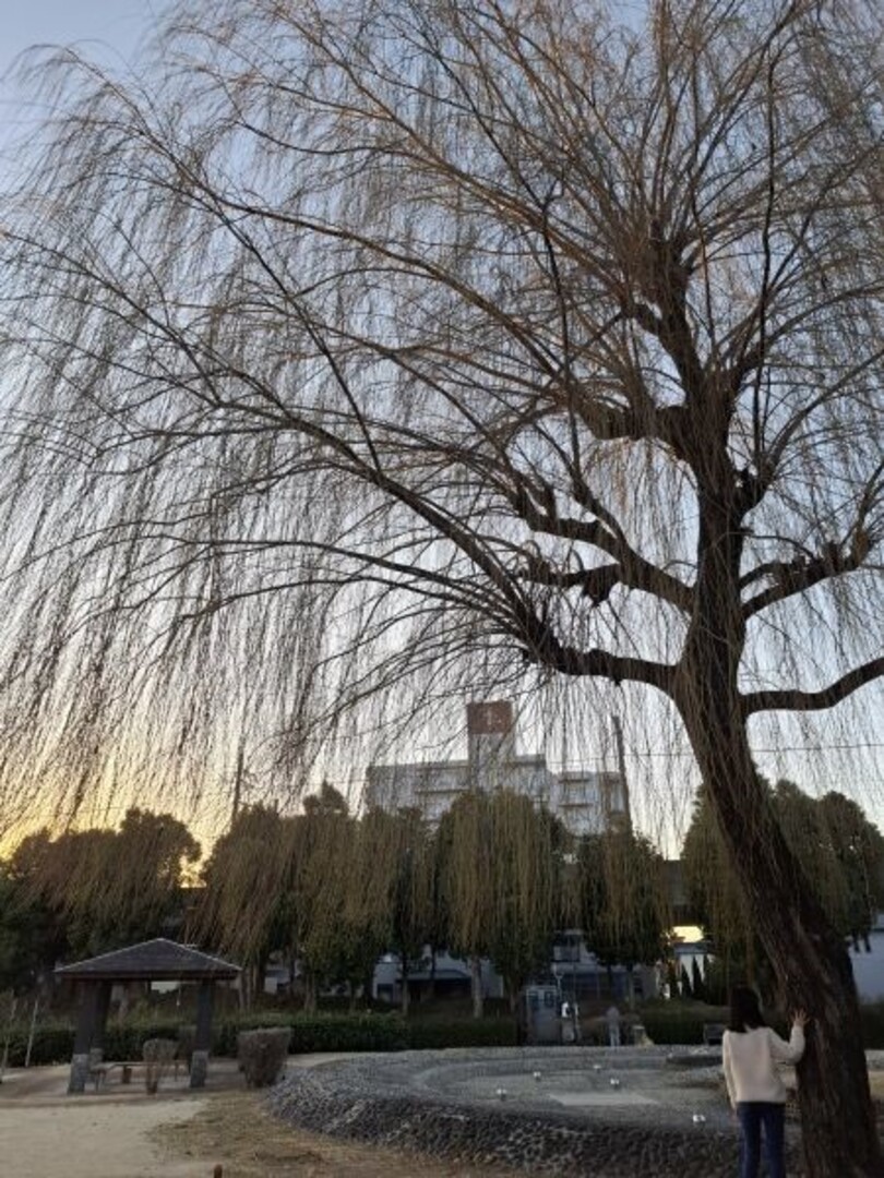 寒そうだけれど立派な柳を見つけたよ ゆーきyukiさん.jpg